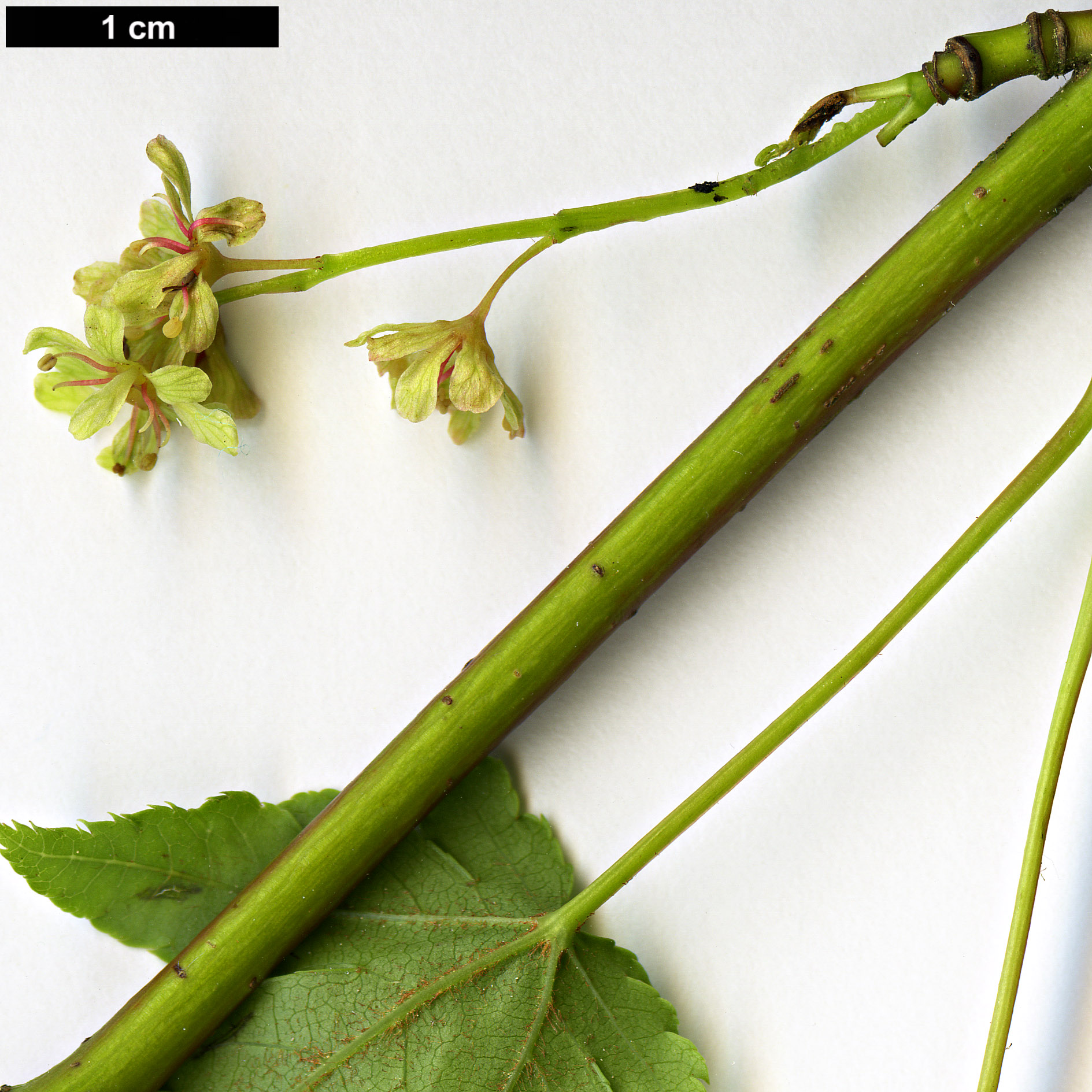 High resolution image: Family: Sapindaceae - Genus: Acer - Taxon: tschonoskii - SpeciesSub: var. australe